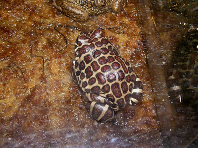 Red-spotted Burrowing Frog