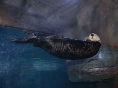 Southern Sea Otter