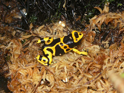 Yellow & Black Poison Dart Frog