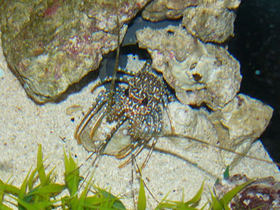 Spotted Spiny Lobster