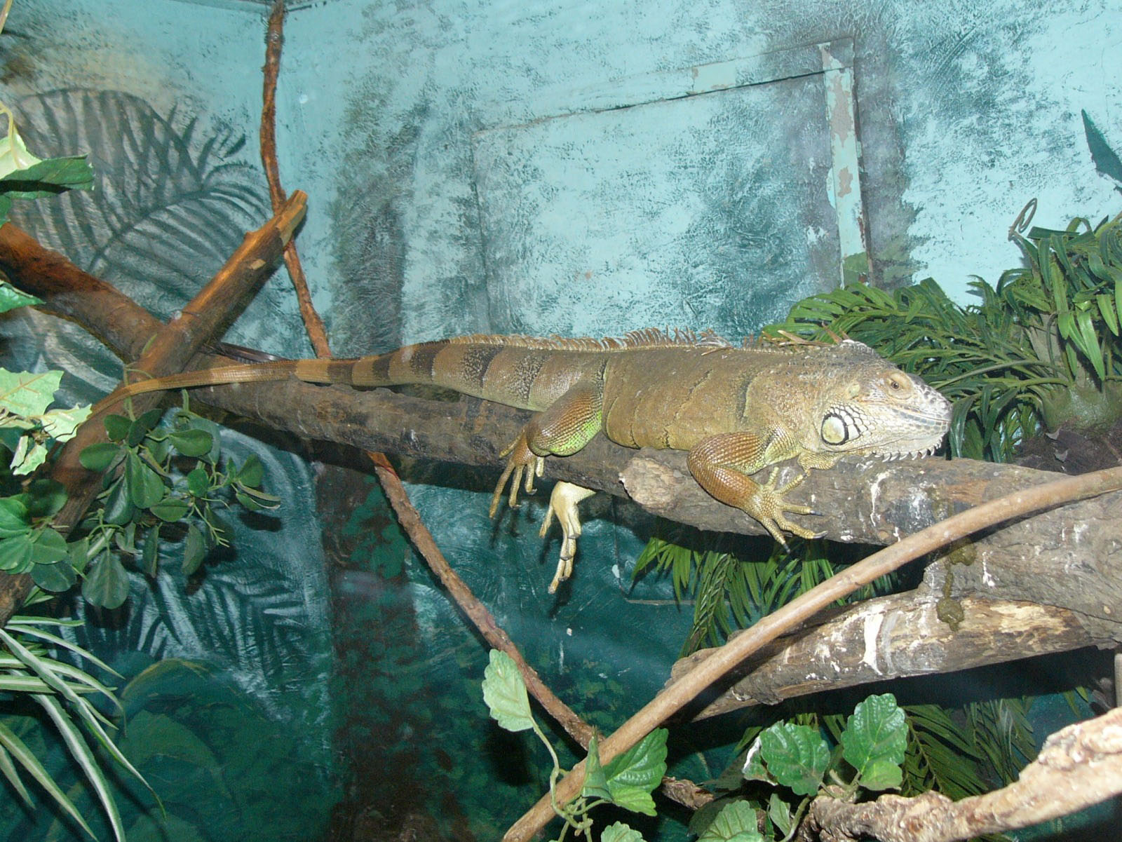 The Online Zoo Green Iguana