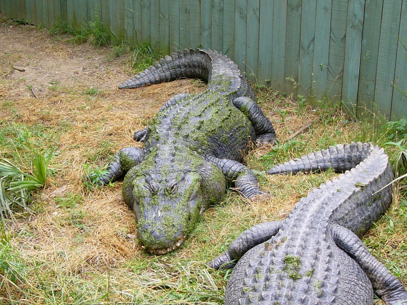 The Online Zoo American Alligator