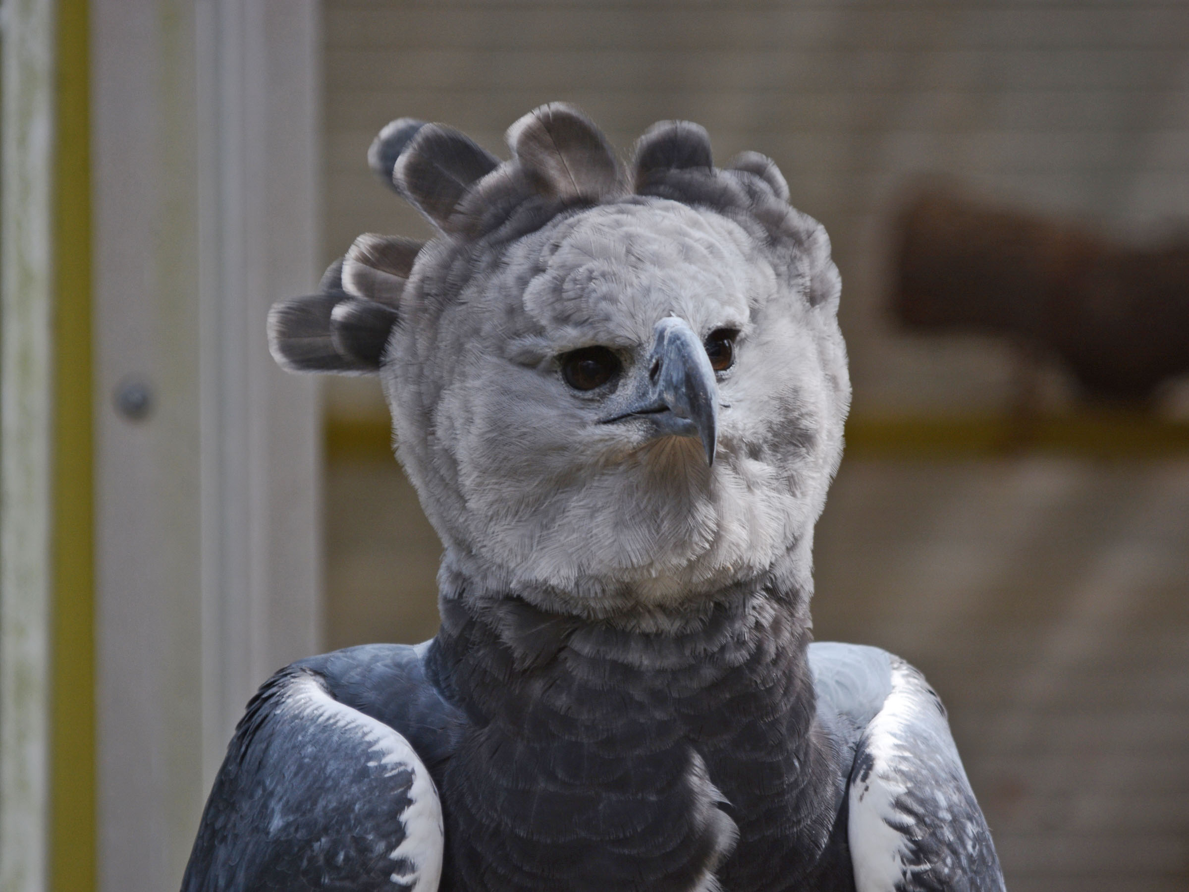 The Online Zoo Harpy Eagle