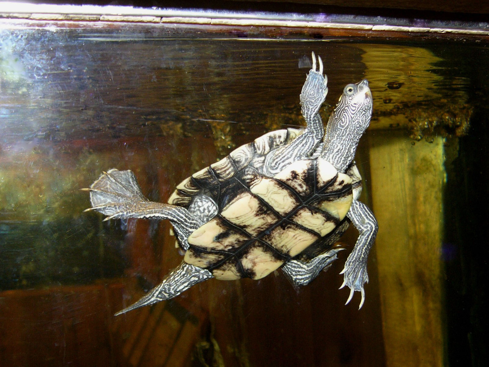 The Online Zoo False Map Turtle