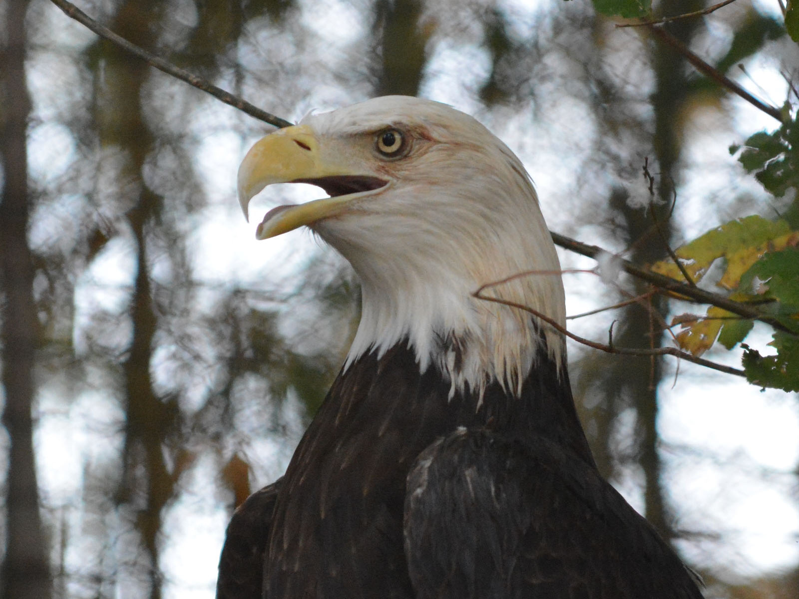 The Online Zoo Cameron Park Zoo
