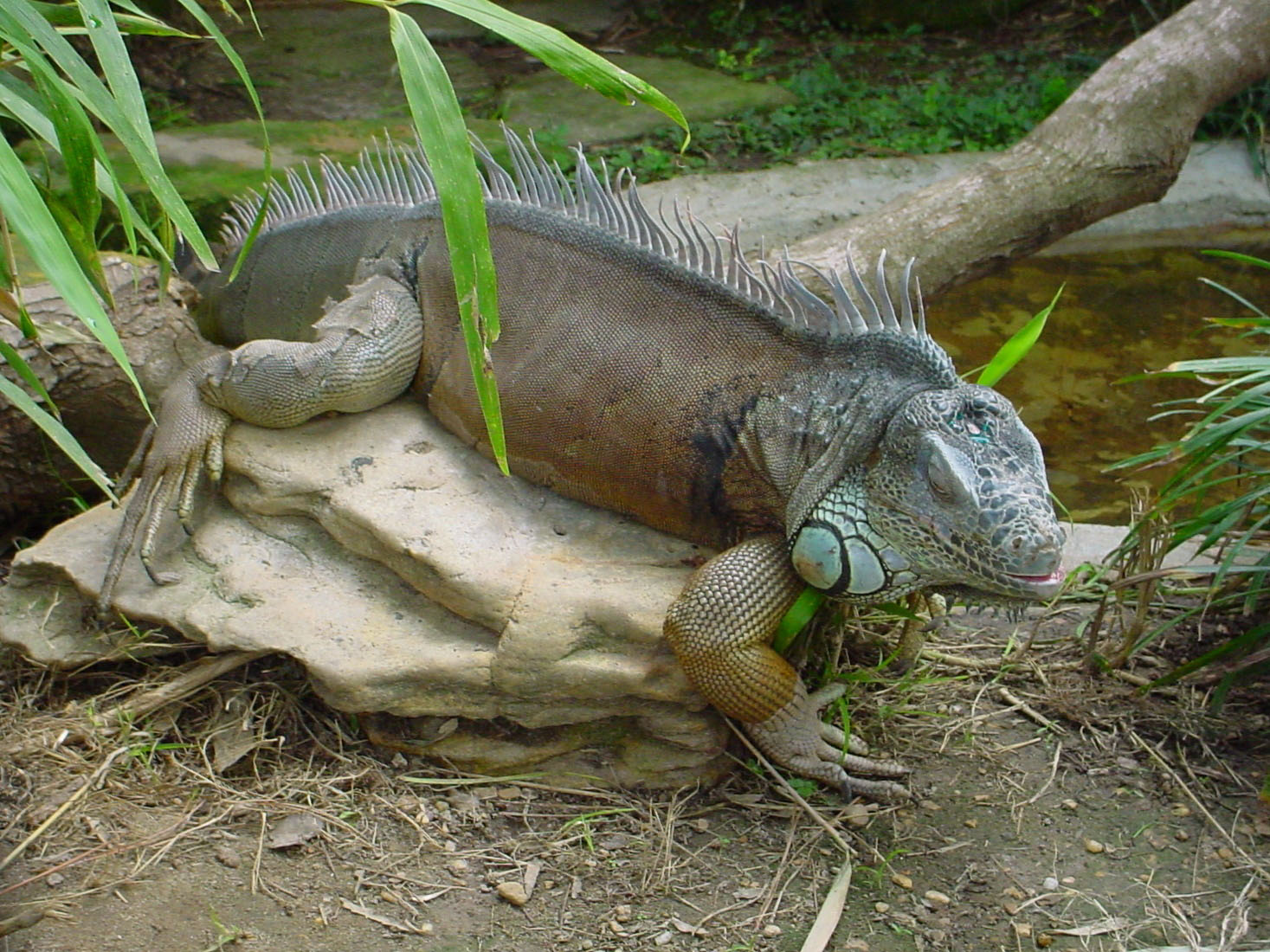 The Online Zoo Green Iguana