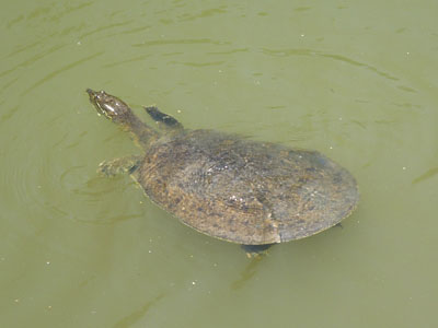 Unidentified Turtle