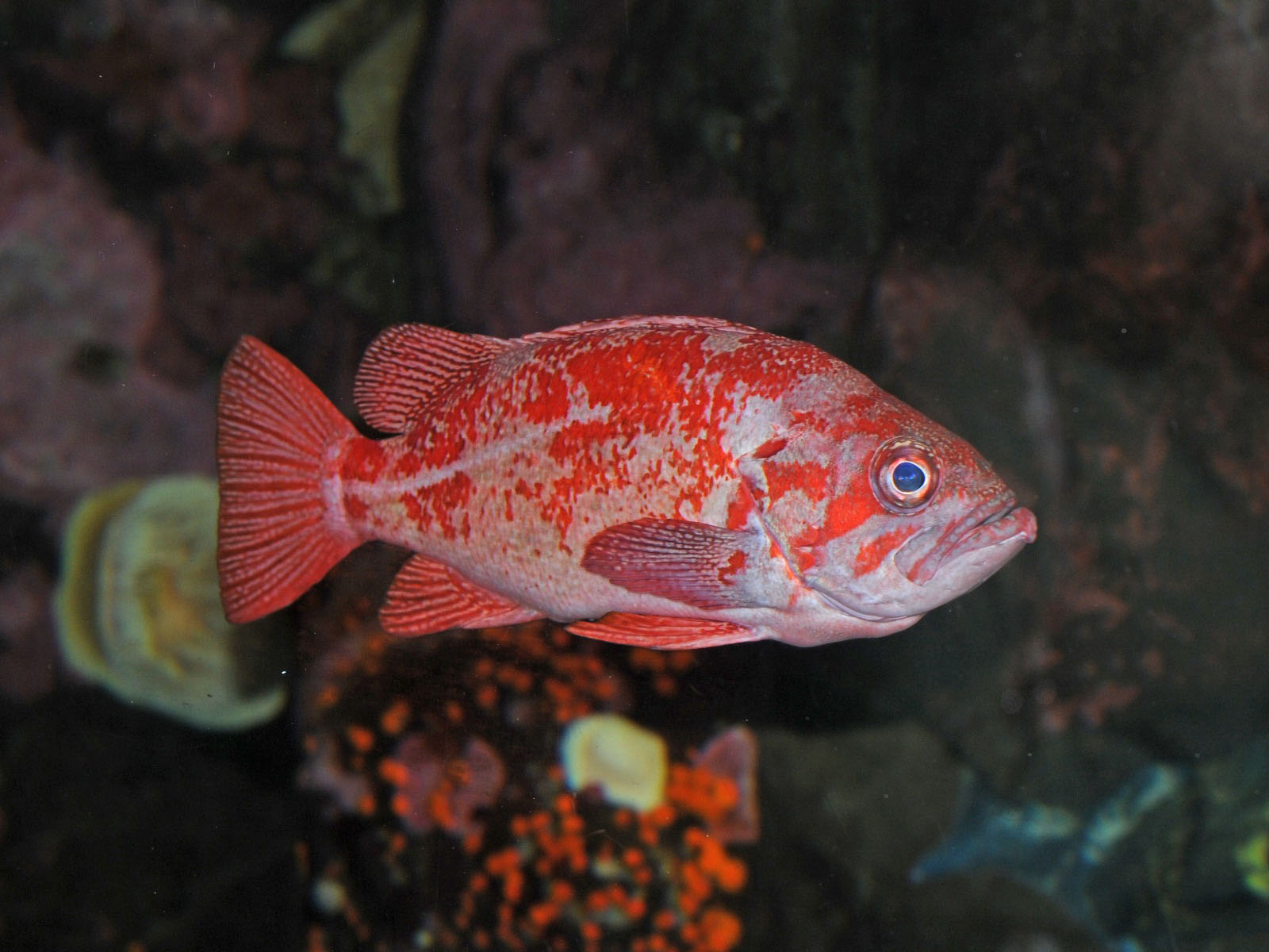 The Online Zoo Vermillion Rockfish