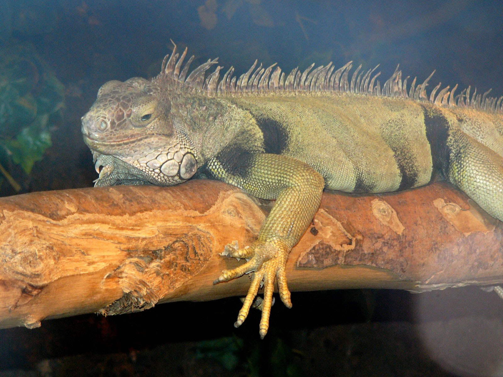 The Online Zoo Green Iguana