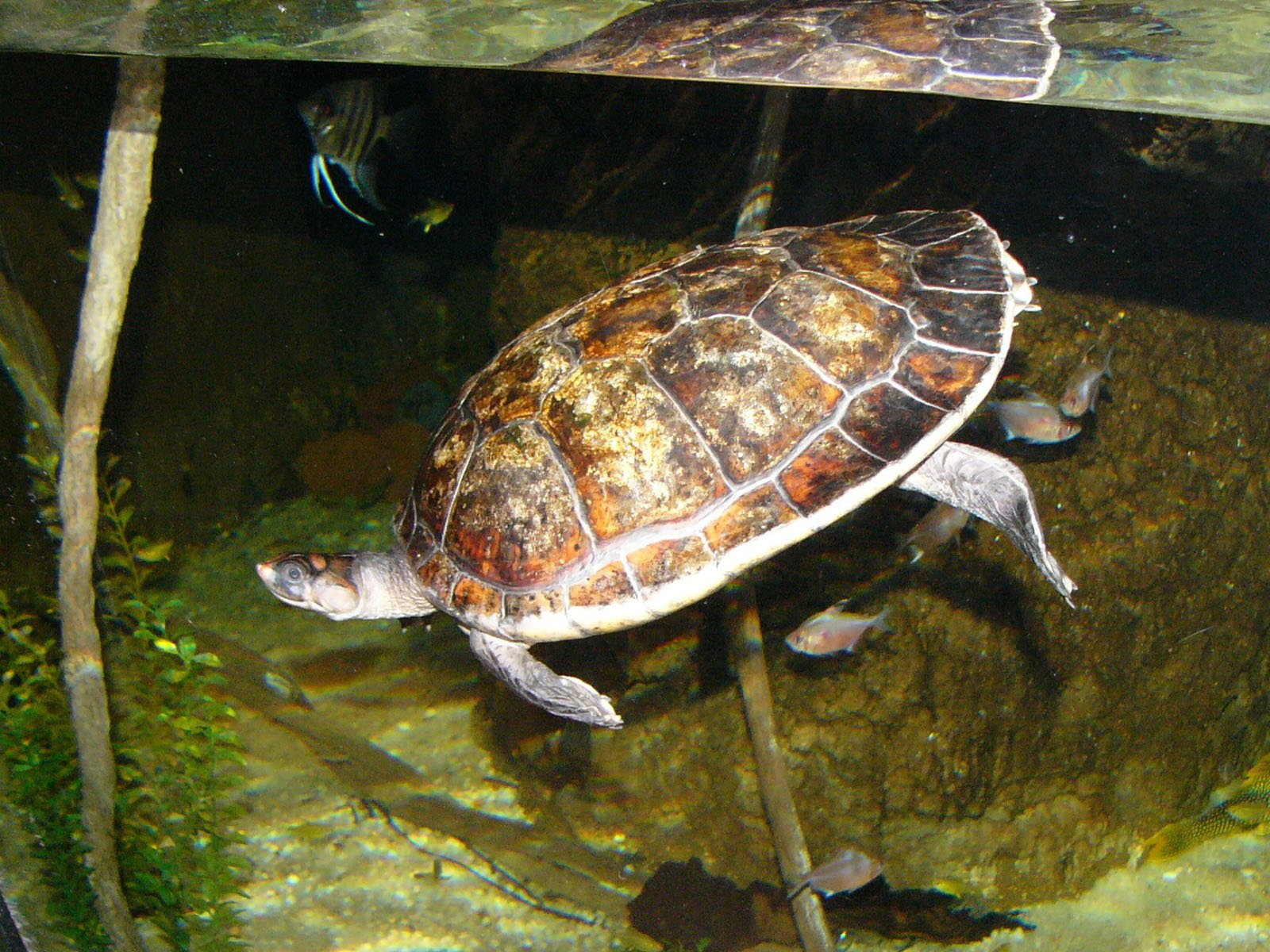 The Online Zoo Redheaded Amazon River Turtle