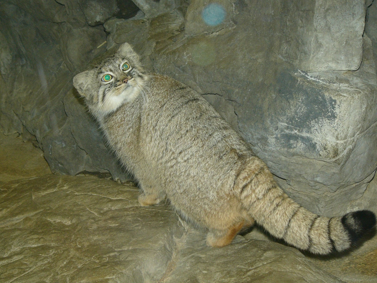 The Online Zoo Pallas' Cat