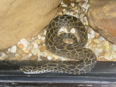 Mexican Lance-headed Rattlesnake , Lance-headed Rattles