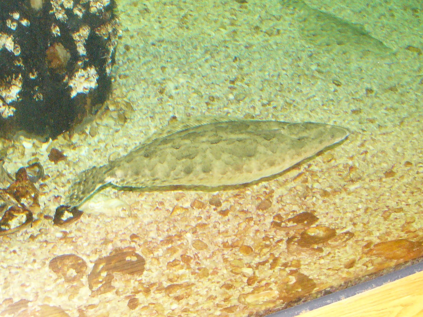 The Online Zoo Southern Flounder