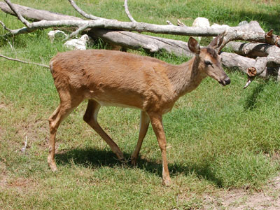 Florida White-tailed Deer