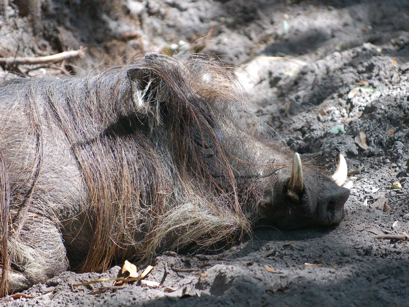 common warthog. Zoo - Common Warthog