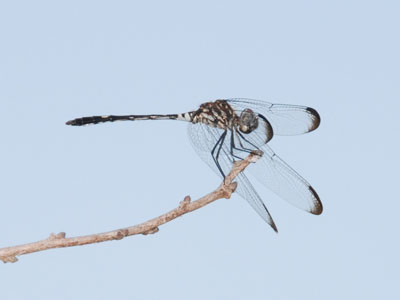 Swift Setwing Dragonfly