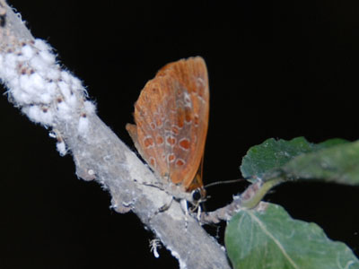Harvester Butterfly