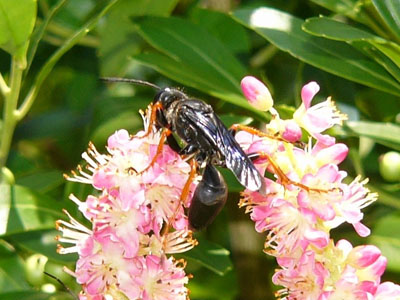 Unidentified Bee or Wasp