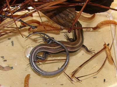 Unidentified Salamander