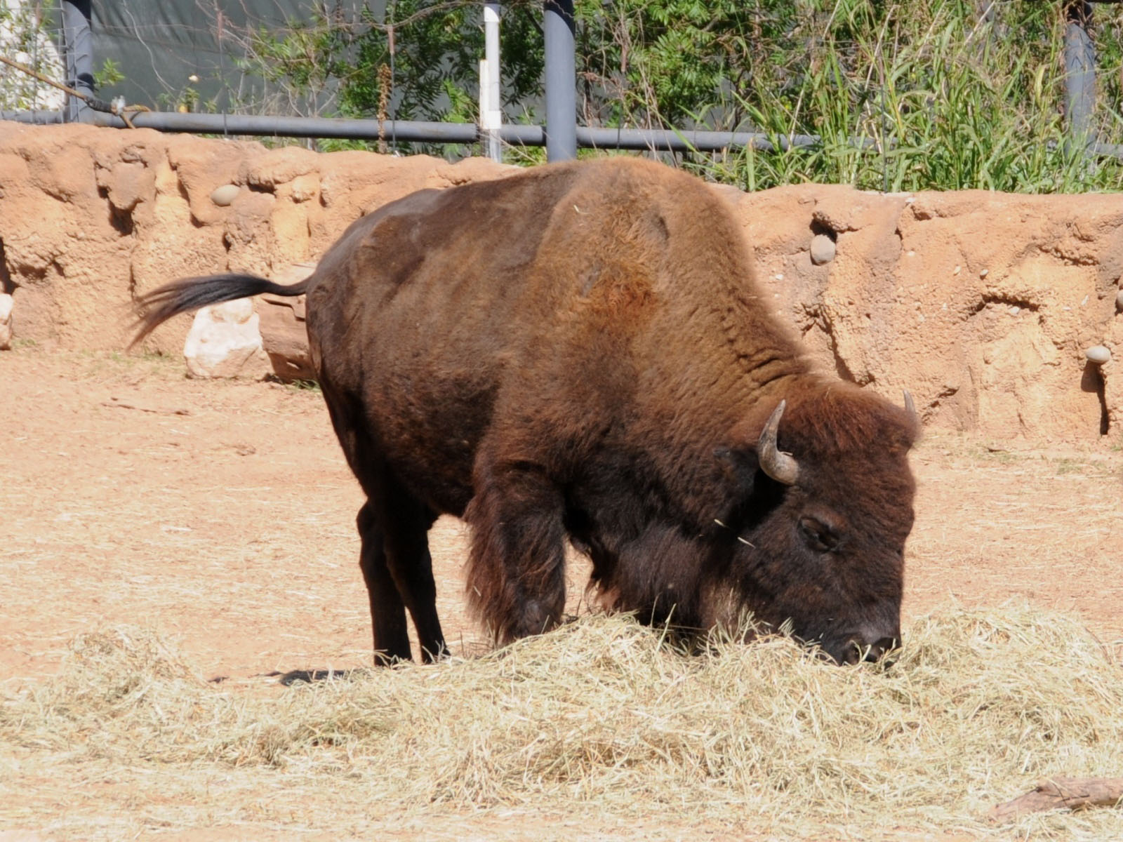 The Online Zoo Cameron Park Zoo