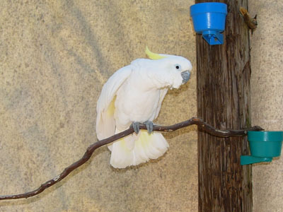 Sulpher-crested Cockatoo