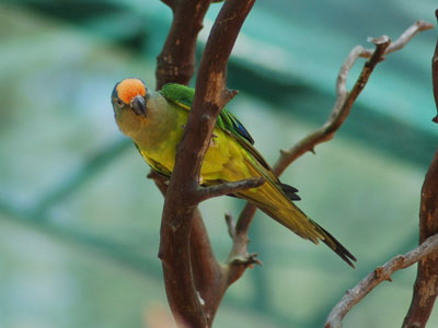 Unidentified Parrot