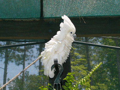 White Cockatoo