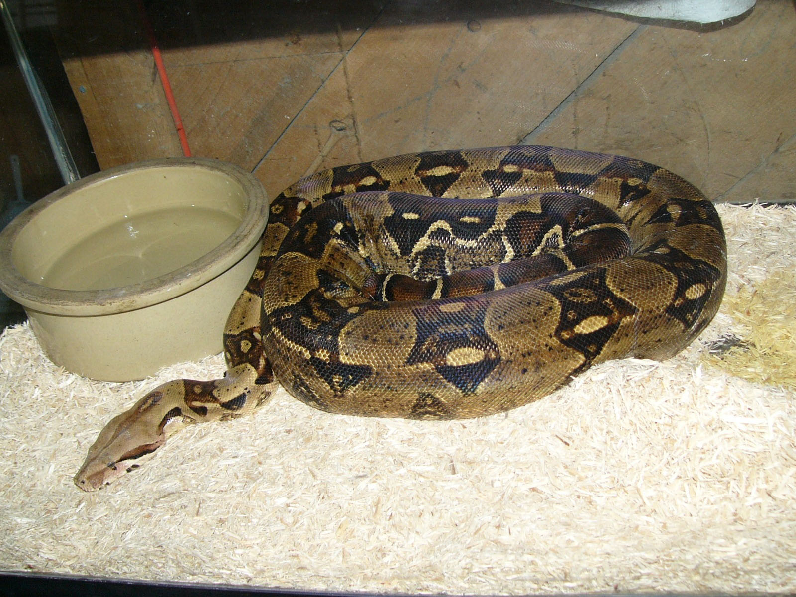 The Online Zoo Boa Constrictor