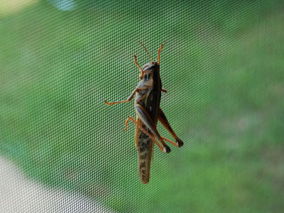 Unidentified Grasshopper or Cricket