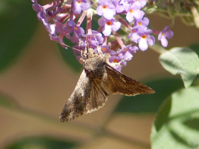 Unidentified Butterfly or Moth