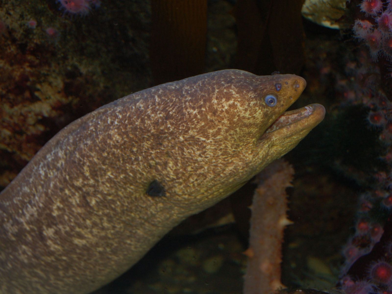 The Online Zoo California Moray Eel