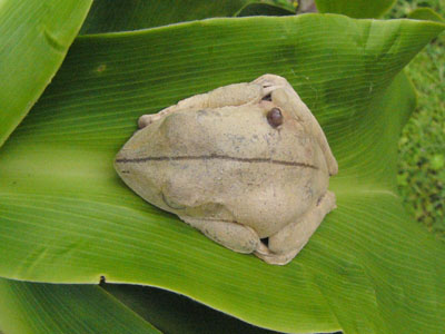 Unidentified Frog