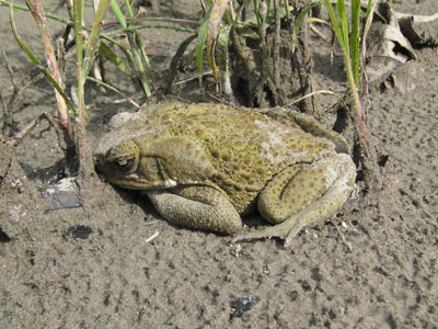 Unidentified Frog