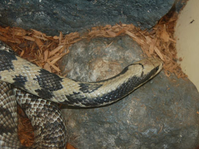 False Water Cobra , Brazilian Smooth Snake