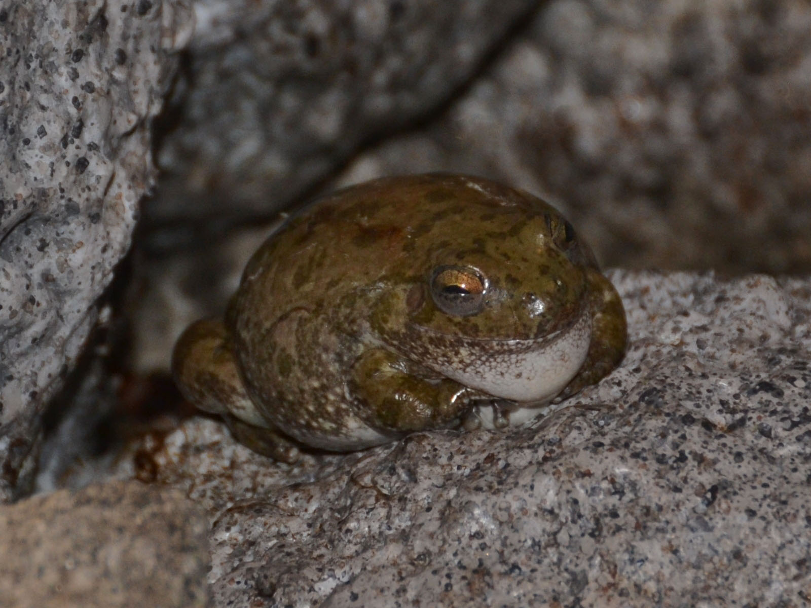 The Online Zoo Canyon Tree Frog