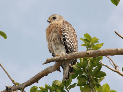 South Florida Red-shouldered Hawk