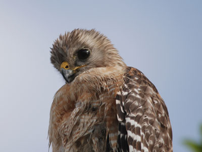 South Florida Red-shouldered Hawk