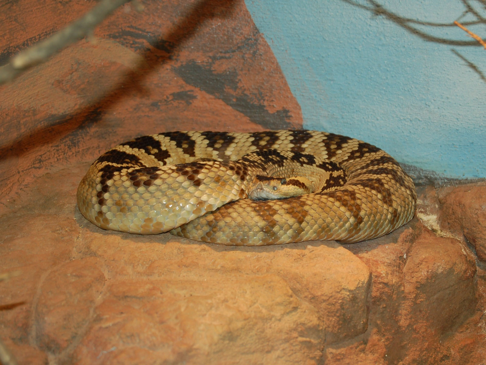 The Online Zoo Blacktailed Rattlesnake