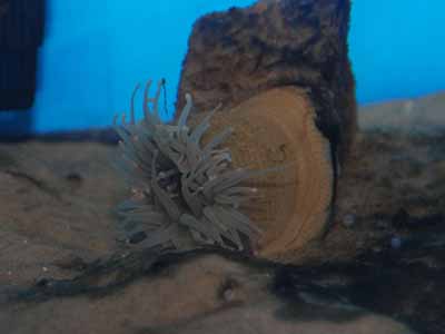 Warty Anemone