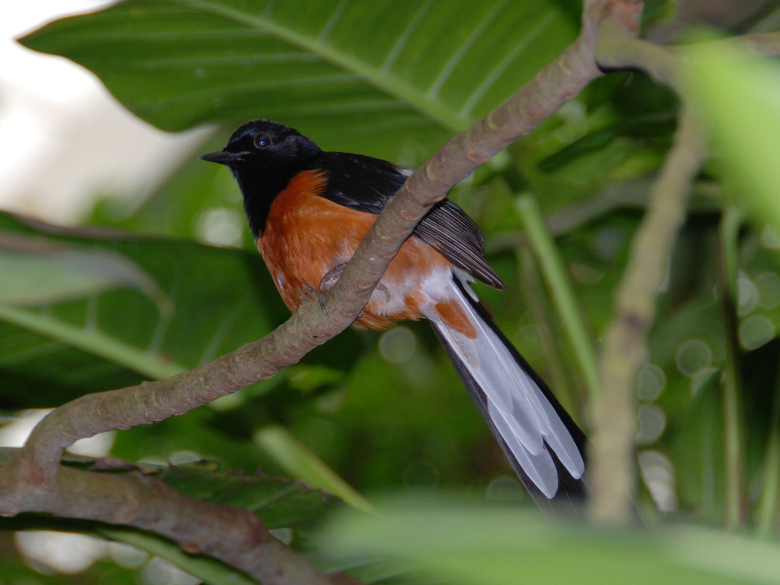 The Online Zoo Whiterumped Shama