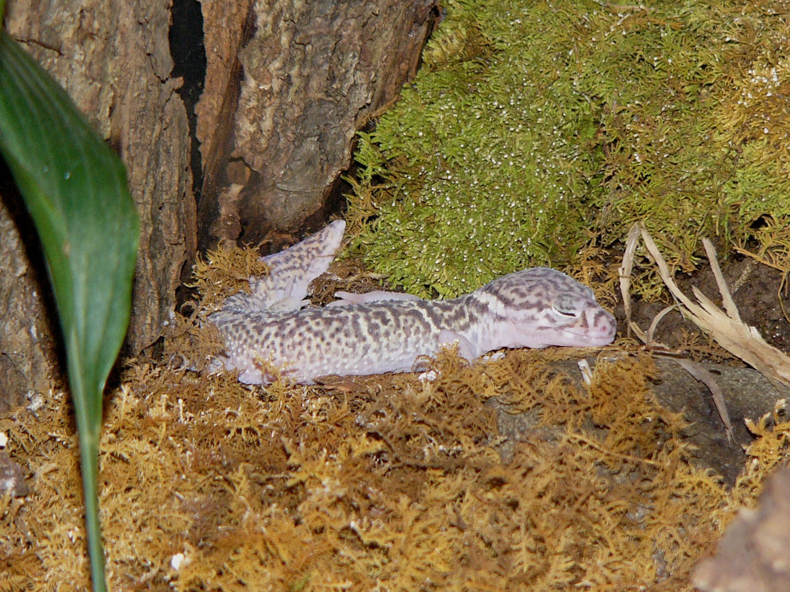 The Online Zoo Central American Banded Gecko