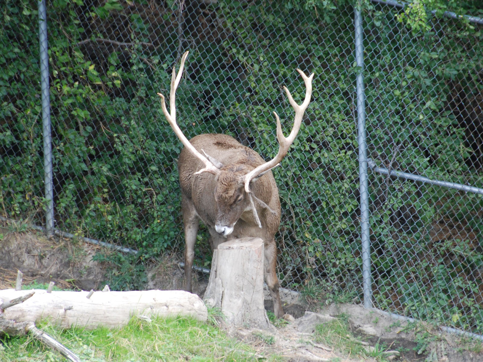 The Online Zoo - Thorold’s Deer