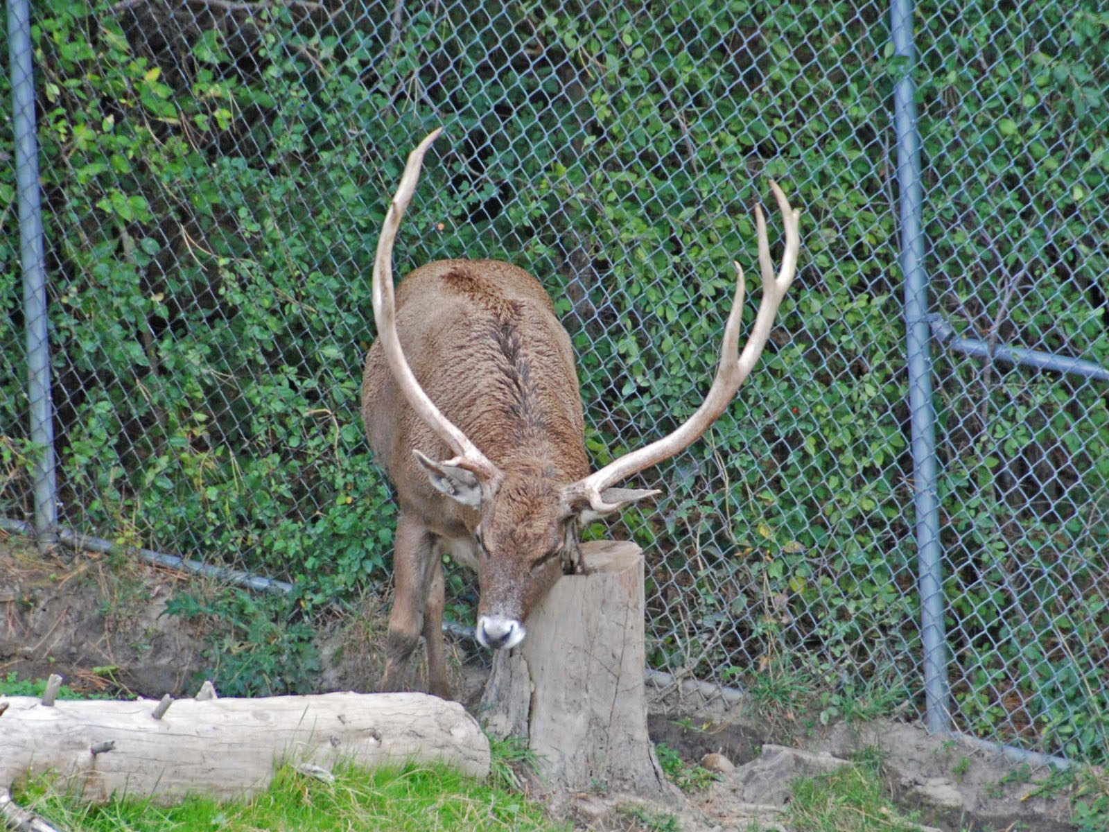 The Online Zoo - Thorold’s Deer