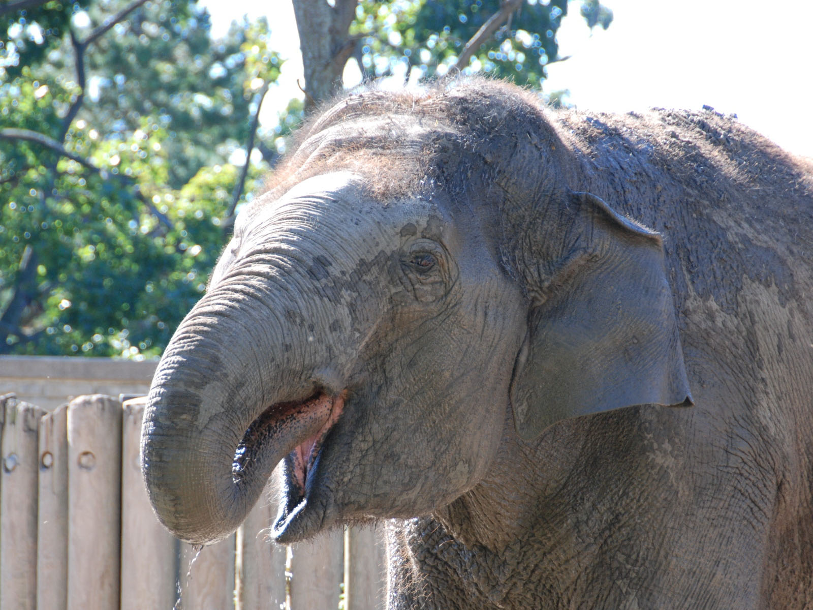 The Online Zoo Asian Elephant
