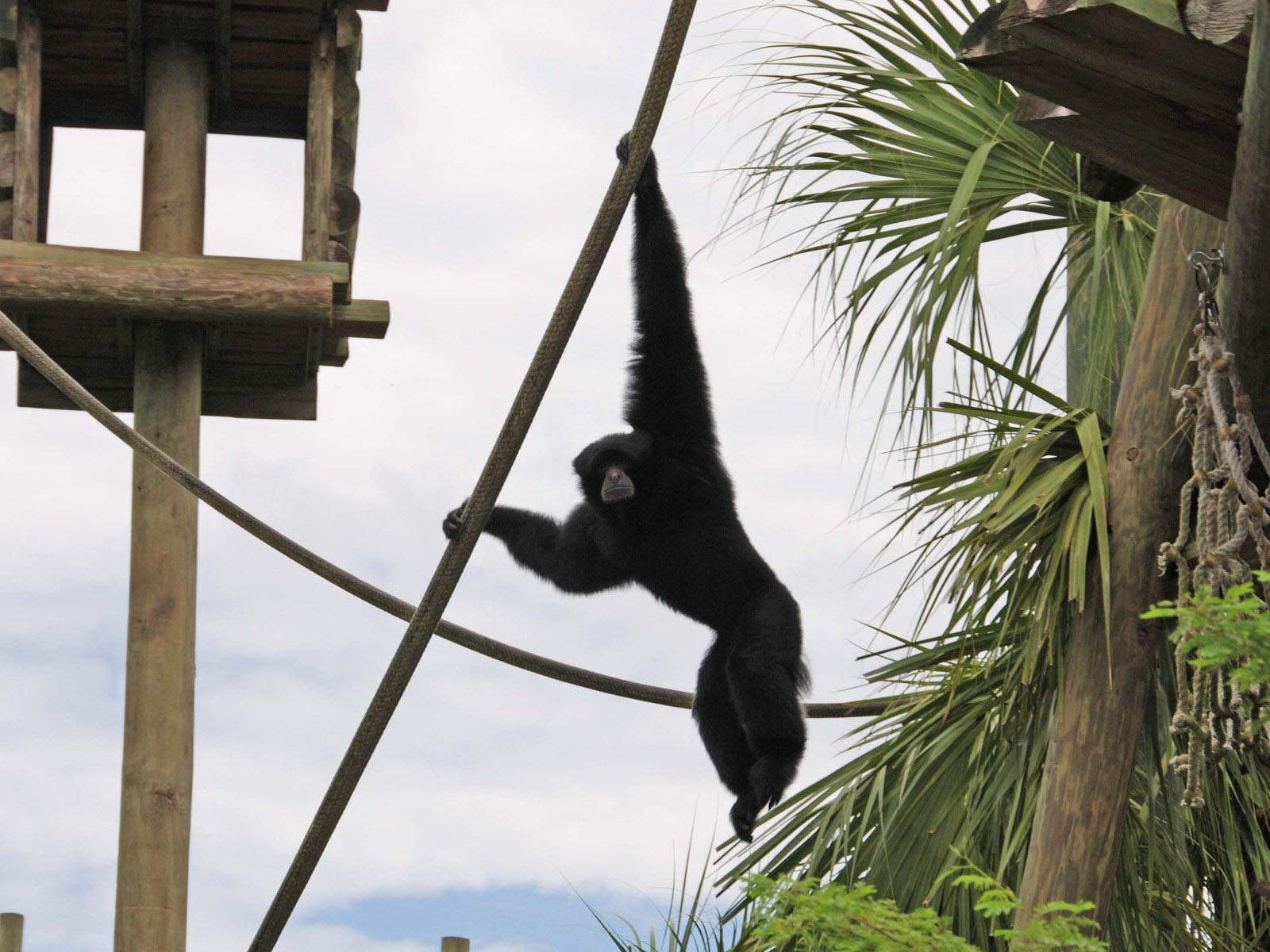 The Online Zoo Siamang