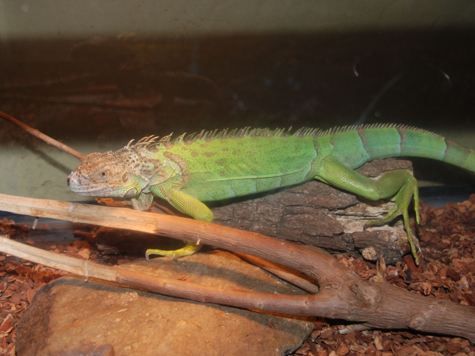 The Online Zoo Green Iguana