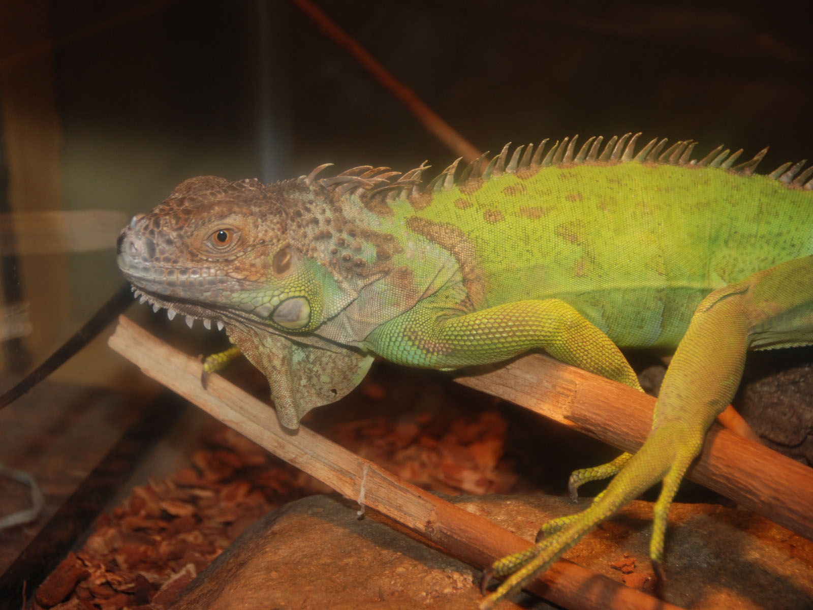 The Online Zoo Green Iguana