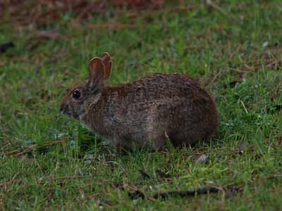 Marsh Rabbit