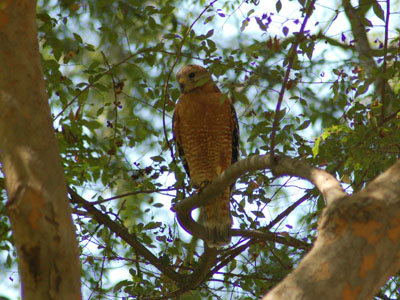California Red-shouldered Hawk