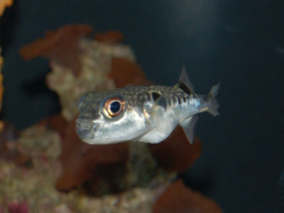 Fugu Pufferfish